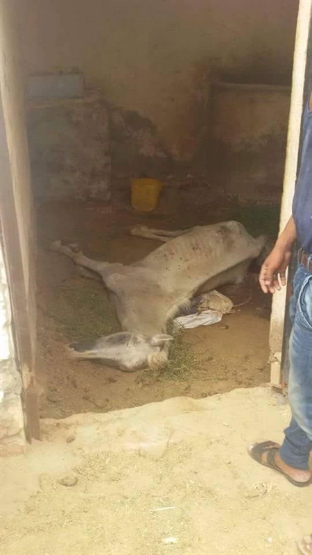 بالصور .. تشريد عمال ونفوق خيول إسطبل منتجع شهير بمحافظة البحر الأحمر