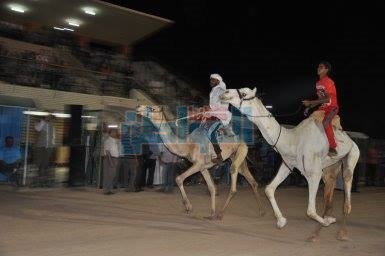 بالصور.. الوادي الجديد تنظم عروض فنية ورياضية احتفالا بذكرى 30 يونيو
