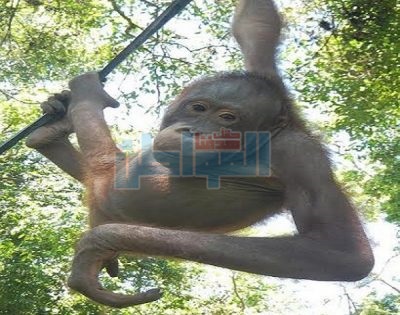 بالصور.. ماذا فعل التعذيب بإنسان الغابة