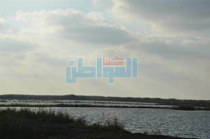 محافظ كفر الشيخ: "مستأجرو المزارع السمكية" يسددون 318 مليون جنيه 