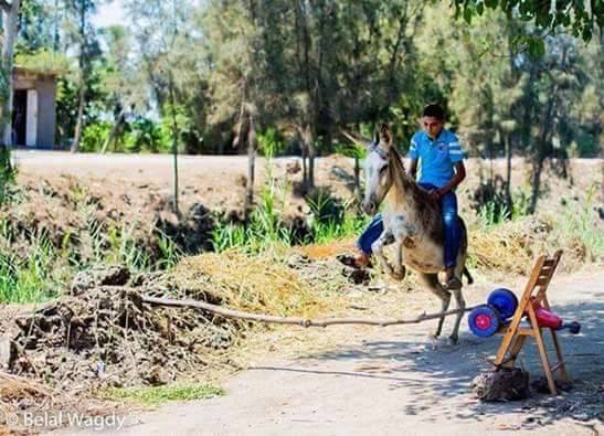 بالصور.. أغرب 20 مشهد في مصر