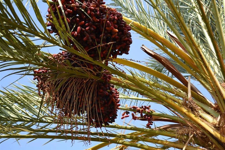 استياء بين مزارعى الوادى الجديد بسبب انخفاض أسعار التمور