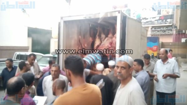 بالصور.. تموين البحيرة توفر 13 عجلًا بسعر 61 جنيهًا للكيلو 