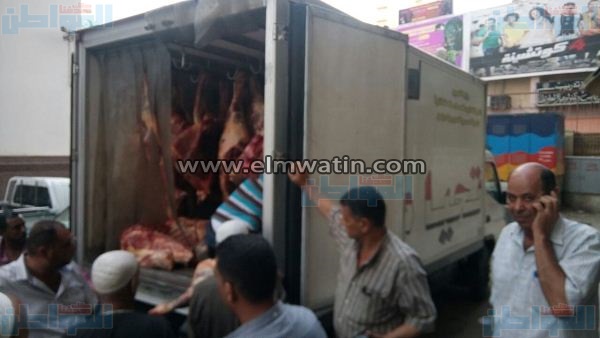 بالصور.. تموين البحيرة توفر 13 عجلًا بسعر 61 جنيهًا للكيلو 