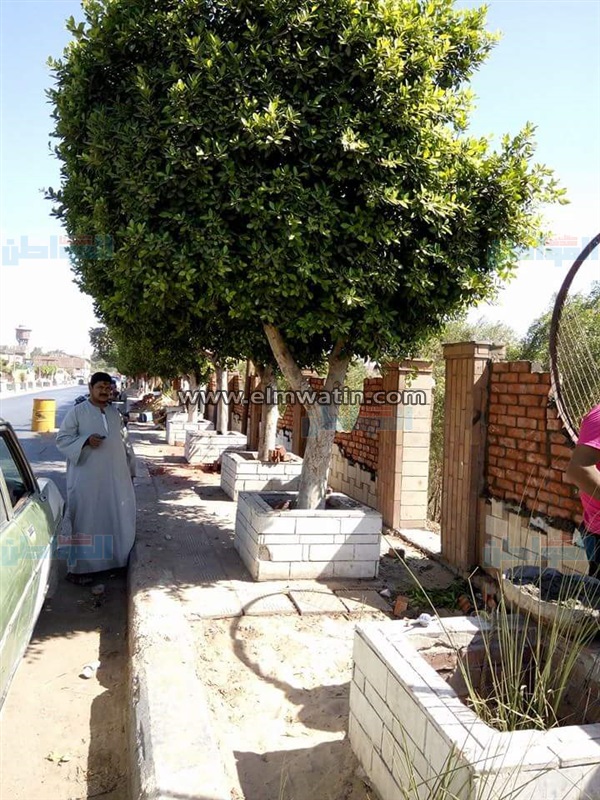 بالصور.. إعادة تجميل كورنيش الإبراهيمية بمركز ناصر في بني سويف