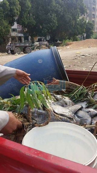ضبط 60 كيلو من الأسماك غير صالحة للاستهلاك الآدمي بسوهاج