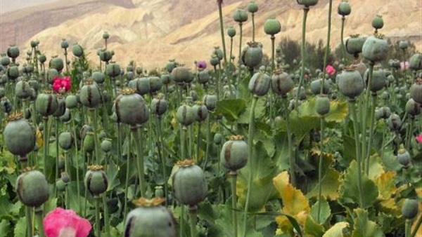 سقوط ٣عاطلين بقنا