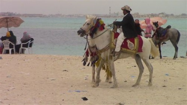 بالصور.. الخيول تسيطر