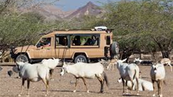 أرشيفية