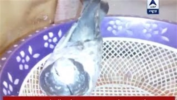 الهند تعتقل «حمامة»