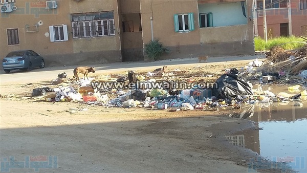 القمامة والكلاب الضالة