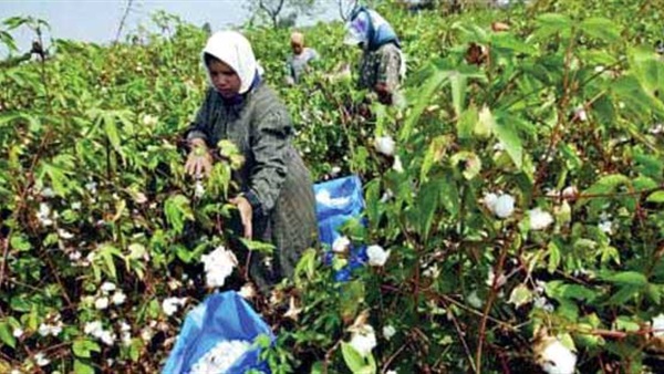 جني قطن