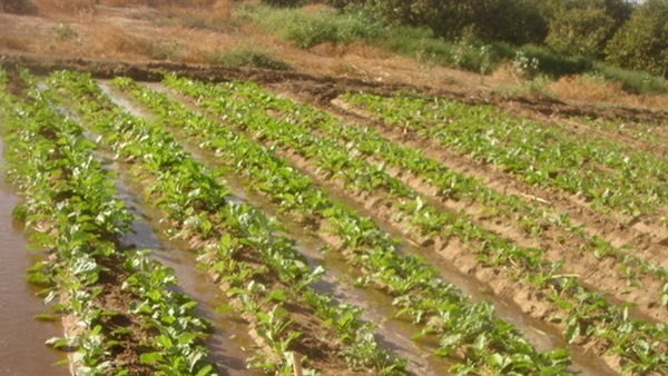 صورة ارشيفية