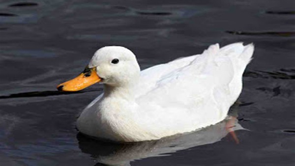 بطة
