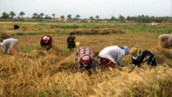زراعة 10 آلاف فدان