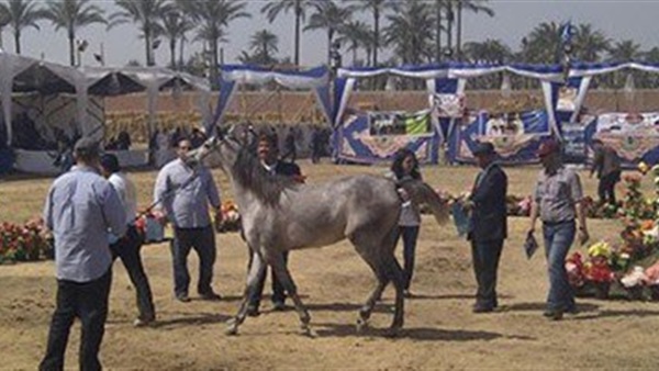 مهرجان الخيول - أرشيفية