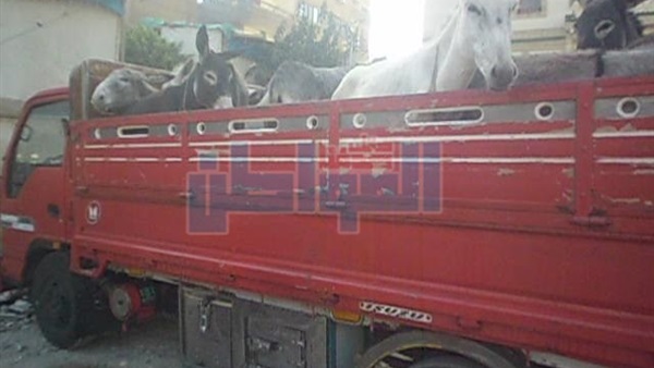 ضبط 32 حمارا قبل
