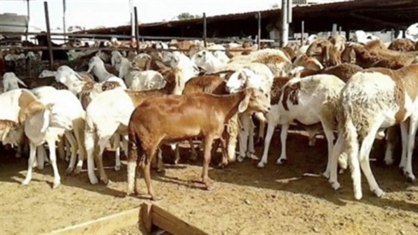 صورة ارشيفية