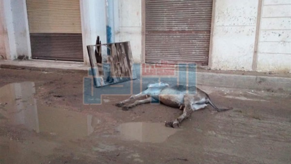 وفاة حمارصعقا بالكهرباء