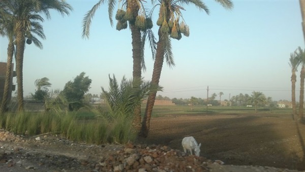 حمار