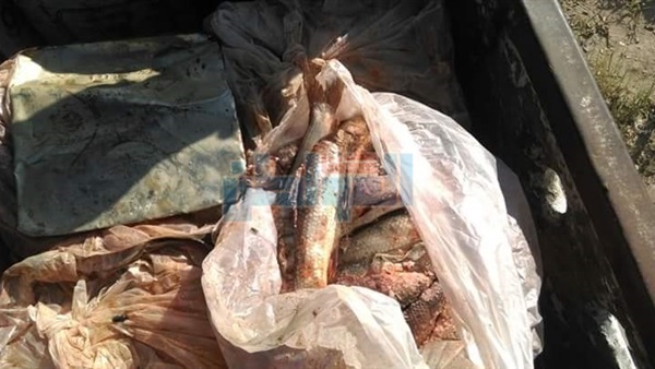 ضبط 4 طن سردين غير
