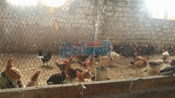 حملة مكبرة بالدقهلية