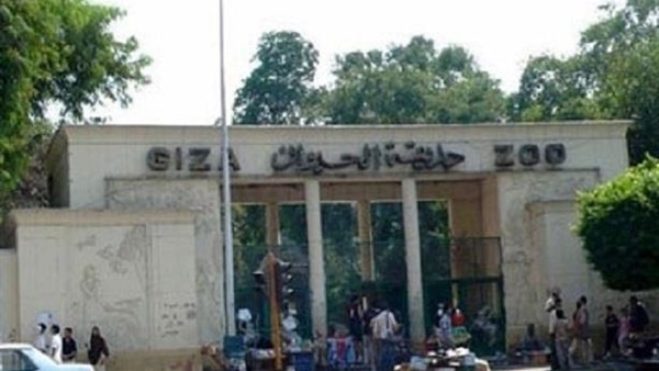 سرقة 4 صقور من داخل