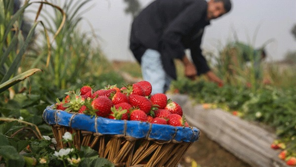 الفراولة المصرية