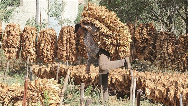 زراعة التبغ