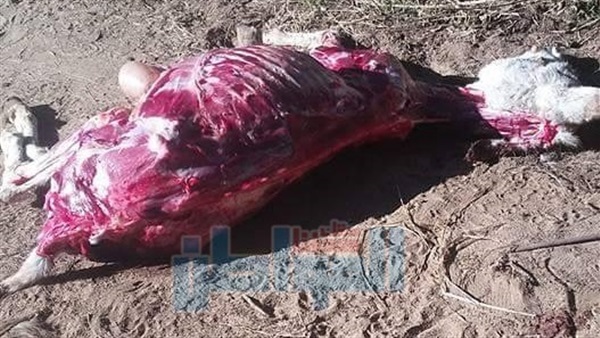 العثور على 23 حمار
