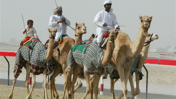 سباق الهجن في الأقصر