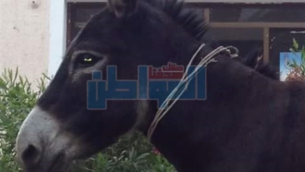 المواطن