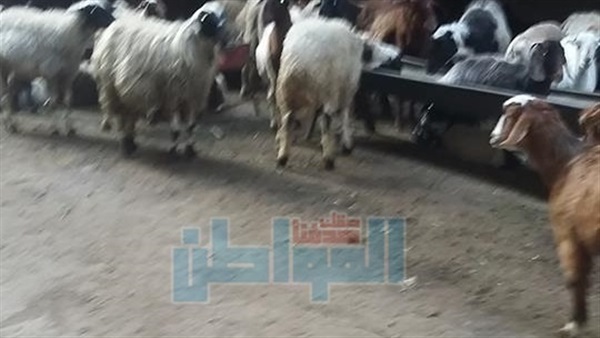 المواطن