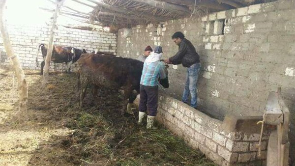 حملة تحصين الحمى