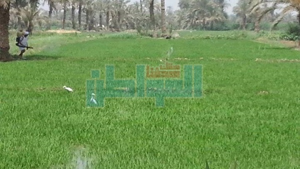 محاصيل الأرز