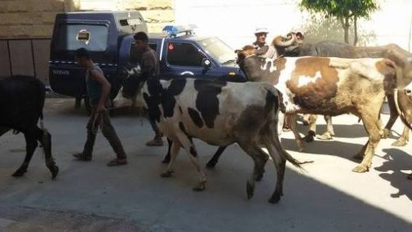 المواطن