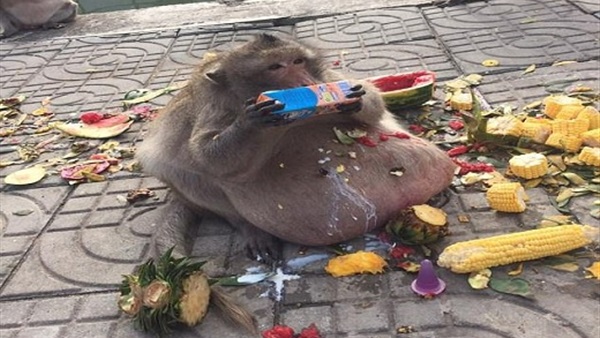 المواطن