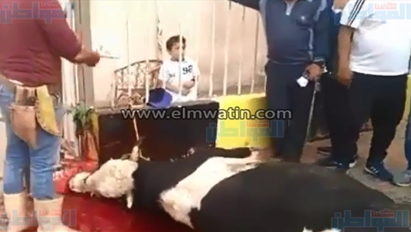 المواطن