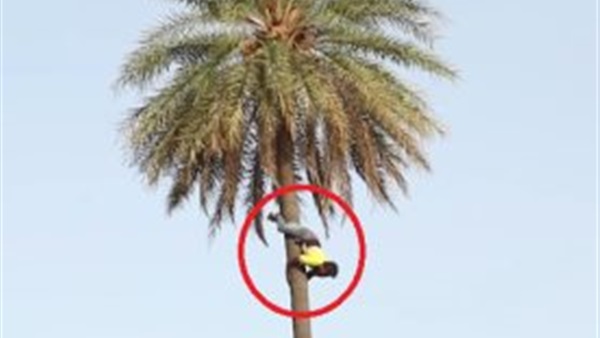 المواطن