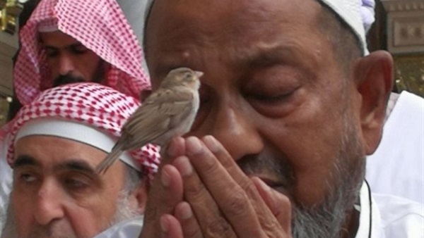 المواطن