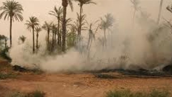 أرشيفية