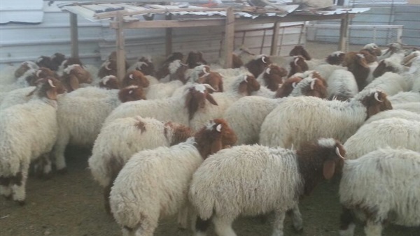 صورة ارشيفية
