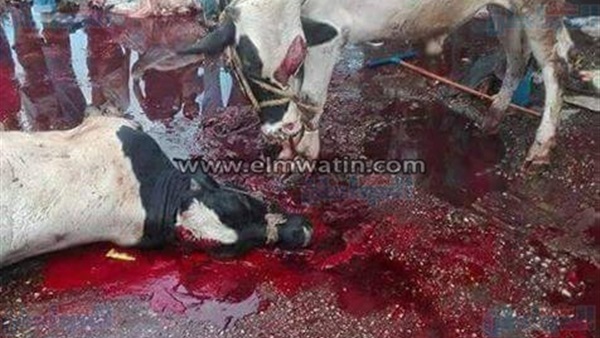 صورة الأضاحي