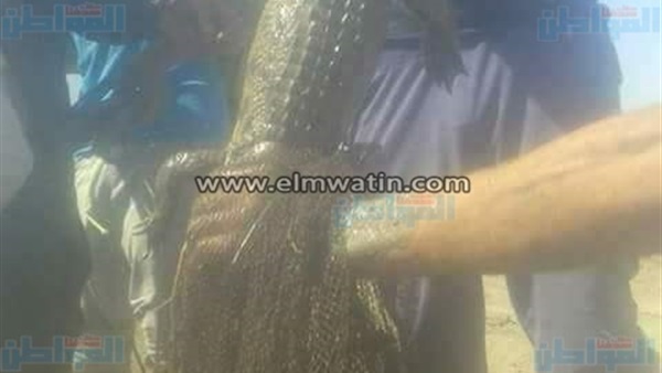 التمساح
