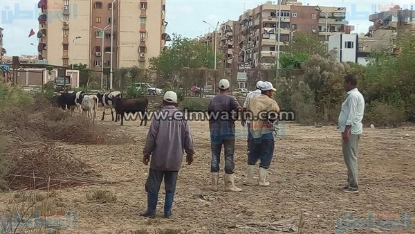 مصادرة الماشية