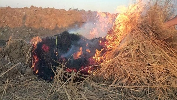 حرق قش الارز