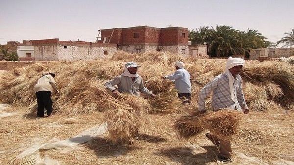 ارشيفية