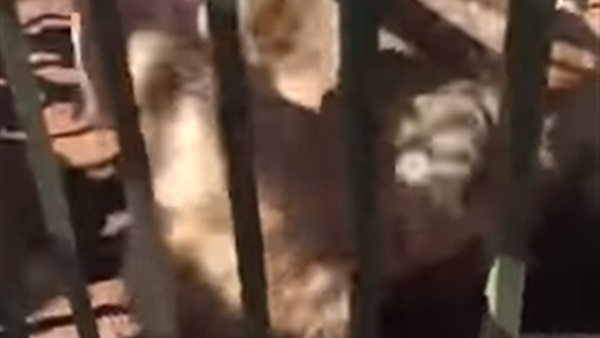 صورة من الفيديو