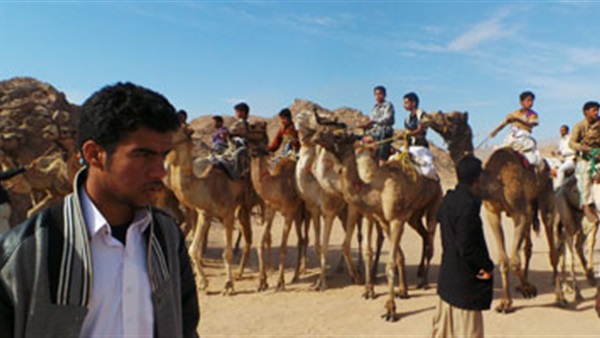 سباق الهجن