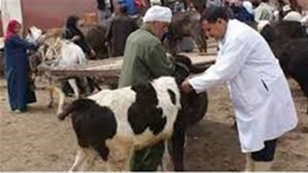 تحصين ماشية